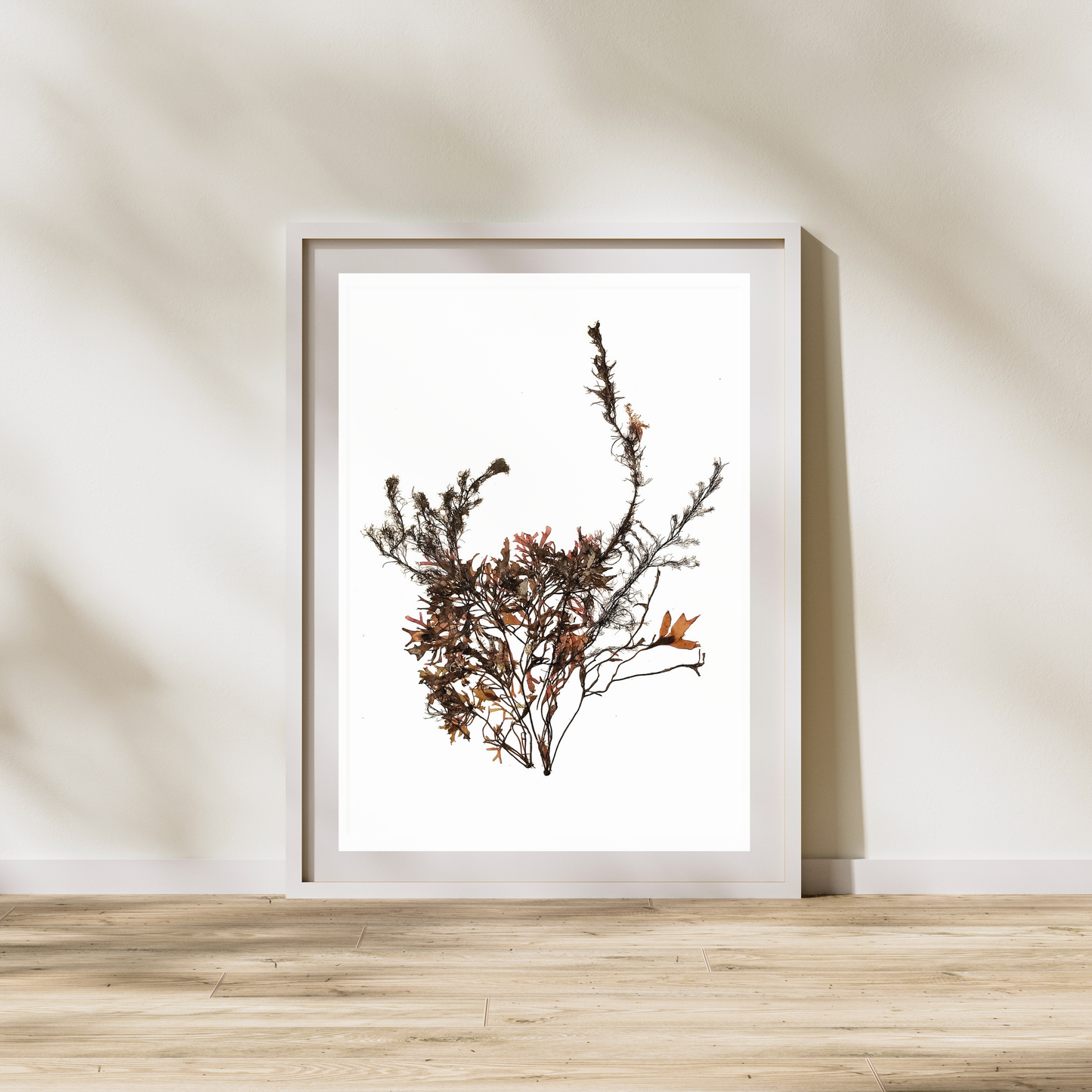 Seaweed Compilation V Marine Botanical Print - Atlantic Canadian Nature Art