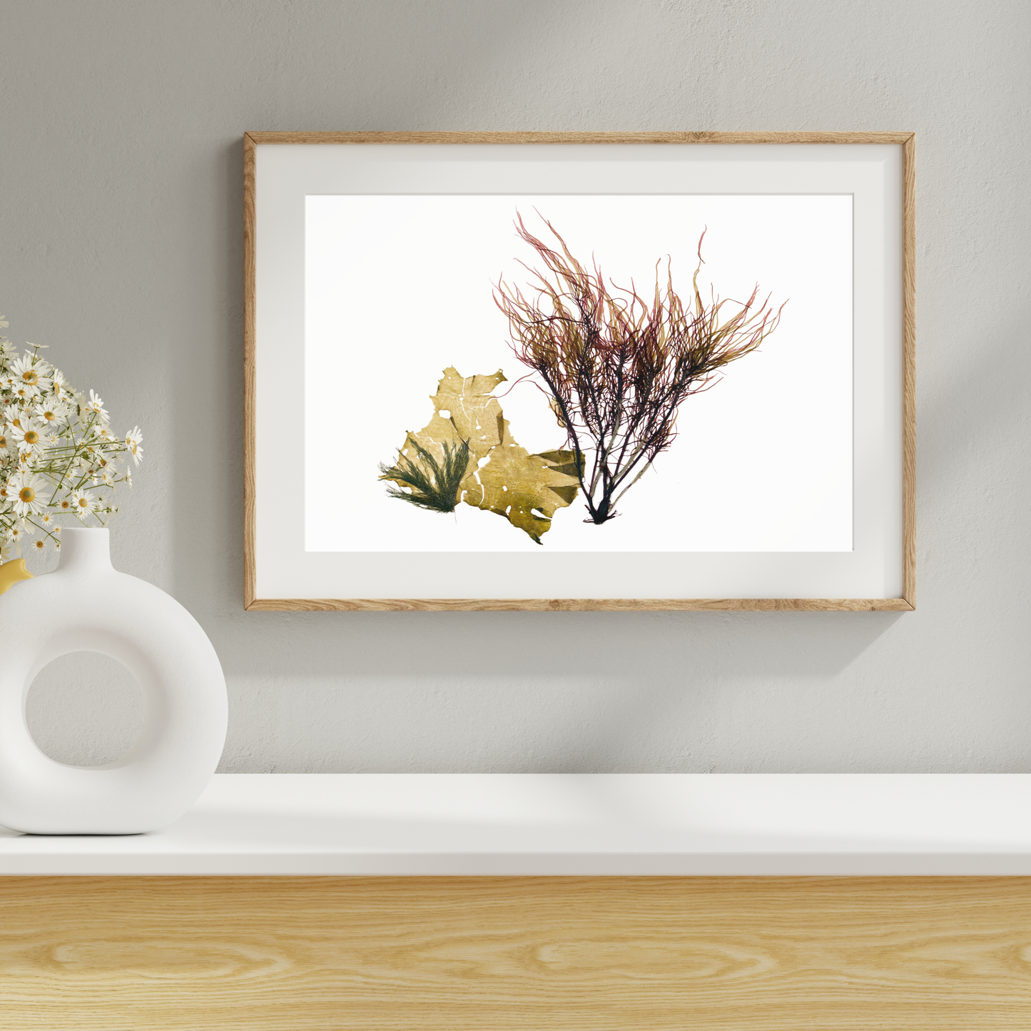 Seaweed Compilation XVIII Marine Botanical Print - Atlantic Canadian Nature Art