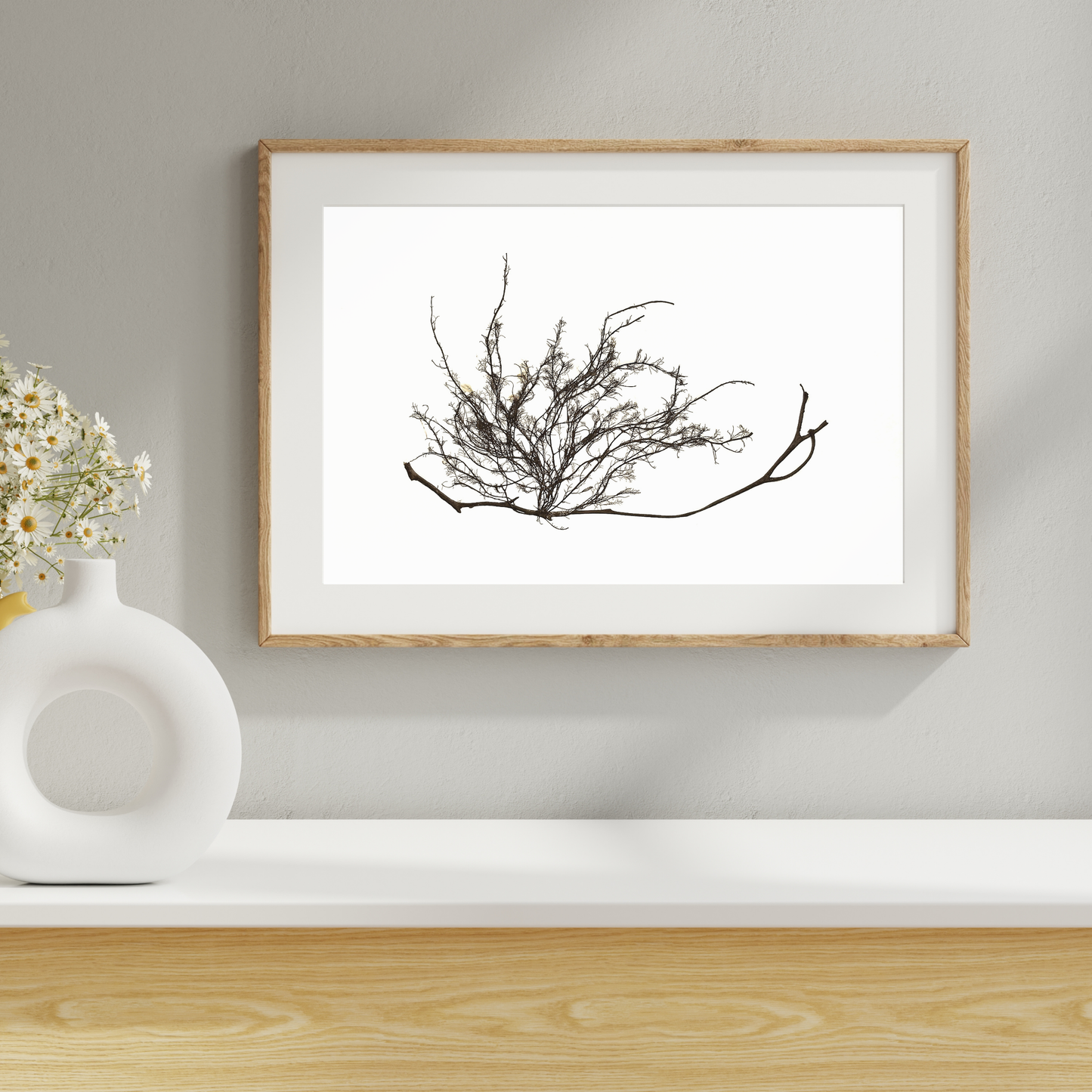 Seaweed Compilation IV Marine Botanical Print - Atlantic Canadian Nature Art