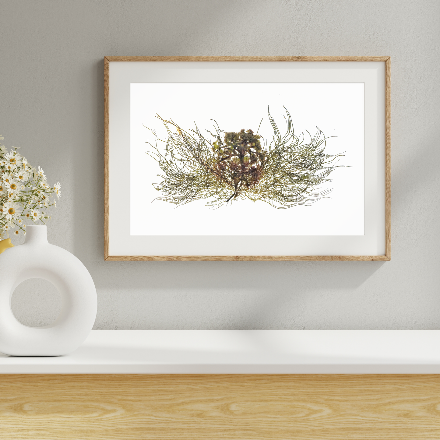 Seaweed Compilation III Marine Botanical Print - Atlantic Canadian Nature Art