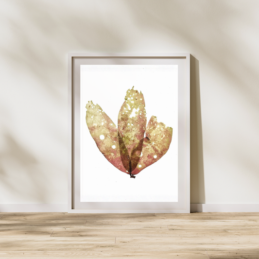 Red Seaweed IV Marine Botanical Print - Atlantic Canadian Nature Art