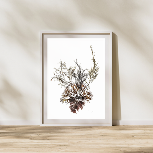 Seaweed Compilation III Marine Botanical Print - Atlantic Canadian Nature Art
