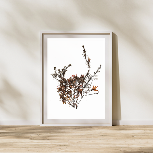 Seaweed Compilation V Marine Botanical Print - Atlantic Canadian Nature Art