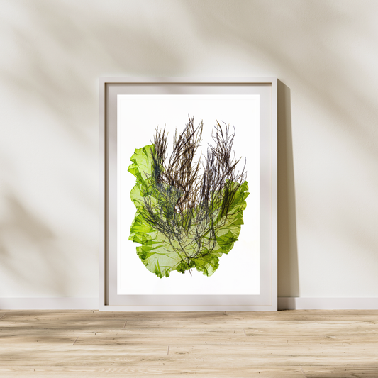 Seaweed Compilation VI Marine Botanical Print - Atlantic Canadian Nature Art