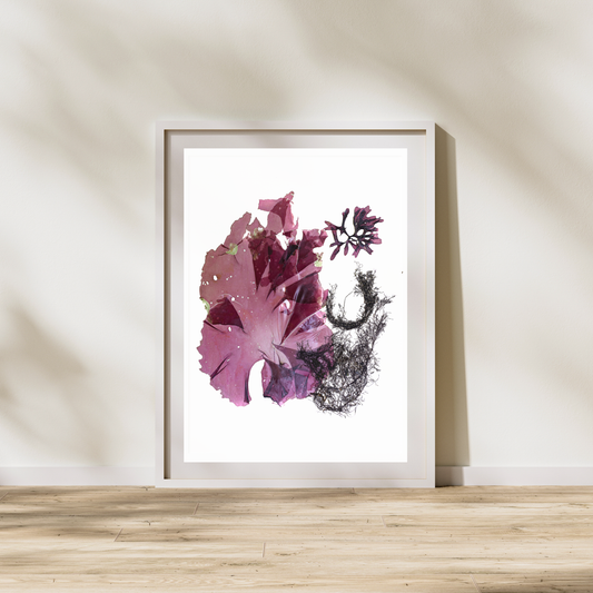 Seaweed Compilation VII Marine Botanical Print - Atlantic Canadian Nature Art
