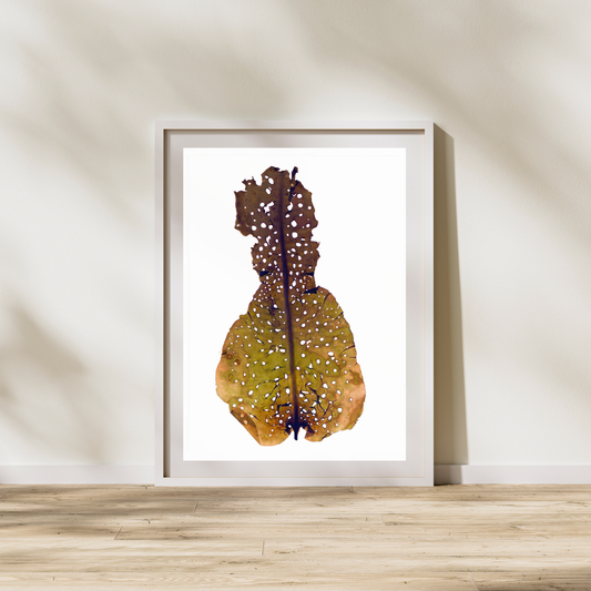 Brown Seaweed IV Marine Botanical Print - Atlantic Canadian Nature Art