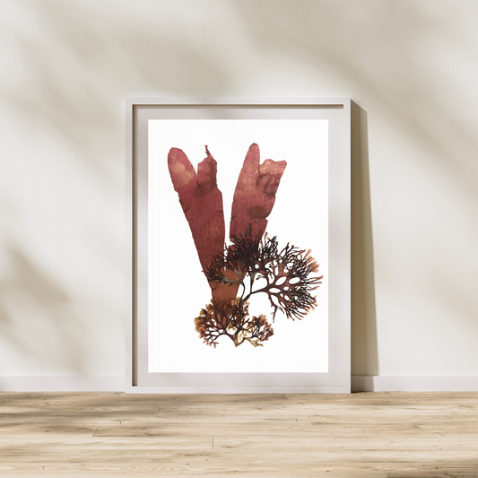 Seaweed Compilation VIII Marine Botanical Print - Atlantic Canadian Nature Art