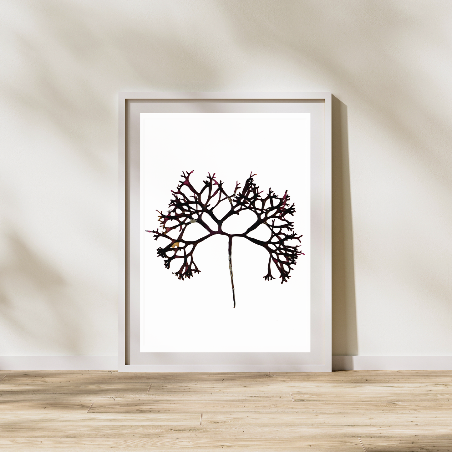 *Seaweed Compilation IX Marine Botanical Print - Atlantic Canadian Nature Art