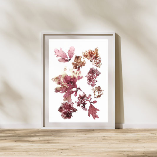 Seaweed Compilation X Marine Botanical Print - Atlantic Canadian Nature Art