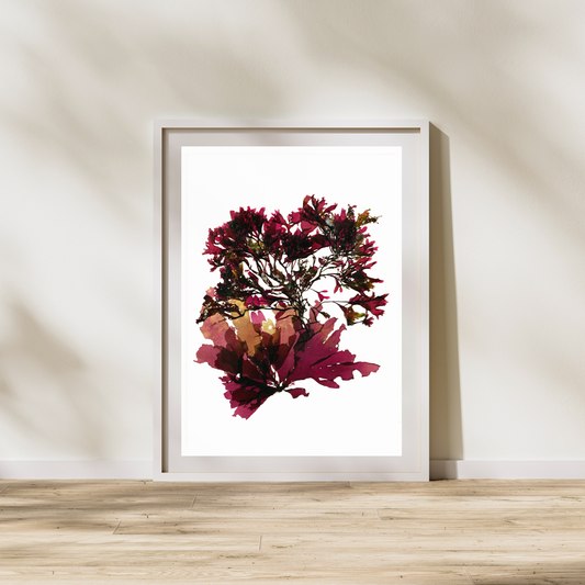 Seaweed Compilation XI Marine Botanical Print - Atlantic Canadian Nature Art