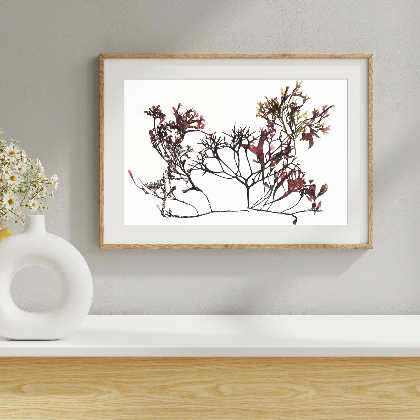 Seaweed Compilation XIII Marine Botanical Print - Atlantic Canadian Nature Art