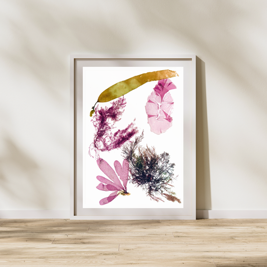 Seaweed Compilation XV Marine Botanical Print - Atlantic Canadian Nature Art