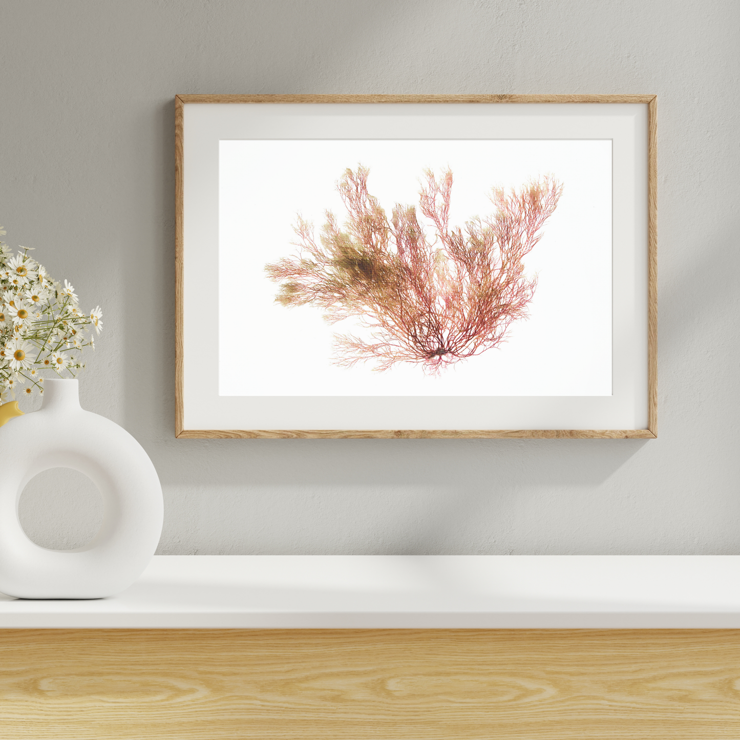 Seaweed Compilation XVII Marine Botanical Print - Atlantic Canadian Nature Art
