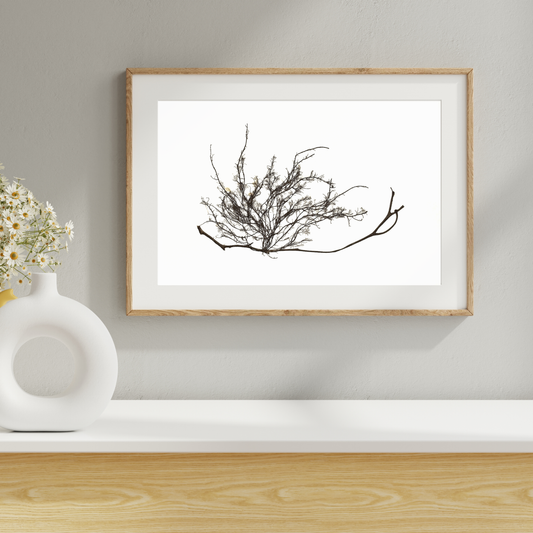 Seaweed Compilation IV Marine Botanical Print - Atlantic Canadian Nature Art