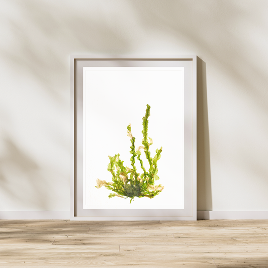 Green Seaweed II Marine Botanical Print - Atlantic Canadian Nature Art
