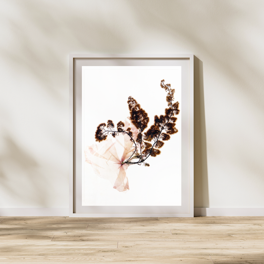 Red Seaweed II Marine Botanical Print - Atlantic Canadian Nature Art