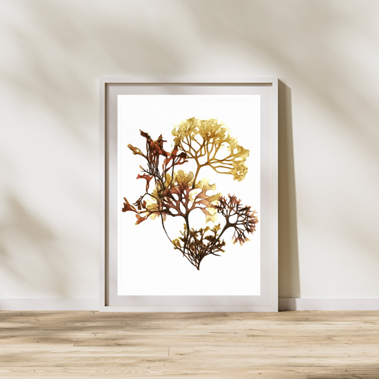 Seaweed Compilation I Marine Botanical Print - Atlantic Canadian Nature Art