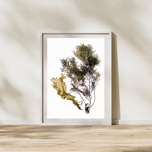Green Seaweed III Marine Botanical Print - Atlantic Canadian Nature Art