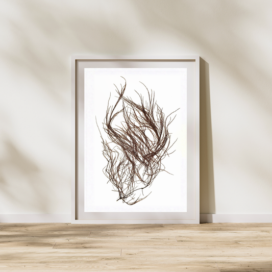 Brown Seaweed II Marine Botanical Print - Atlantic Canadian Nature Art