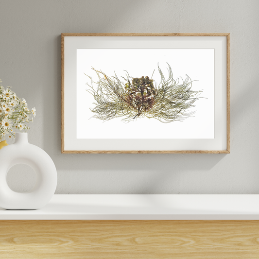 Seaweed Compilation III Marine Botanical Print - Atlantic Canadian Nature Art