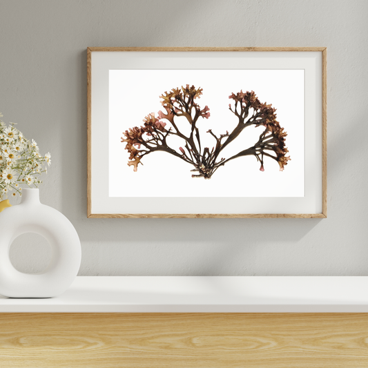Red Seaweed III Marine Botanical Print - Atlantic Canadian Nature Art