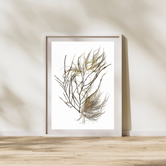 Seaweed Compilation II Marine Botanical Print - Atlantic Canadian Nature Art