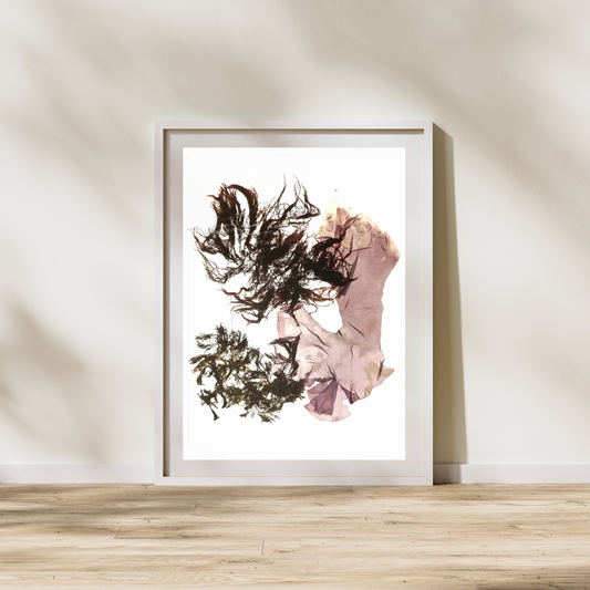 Red Seaweed I Marine Botanical Print - Atlantic Canadian Nature Art
