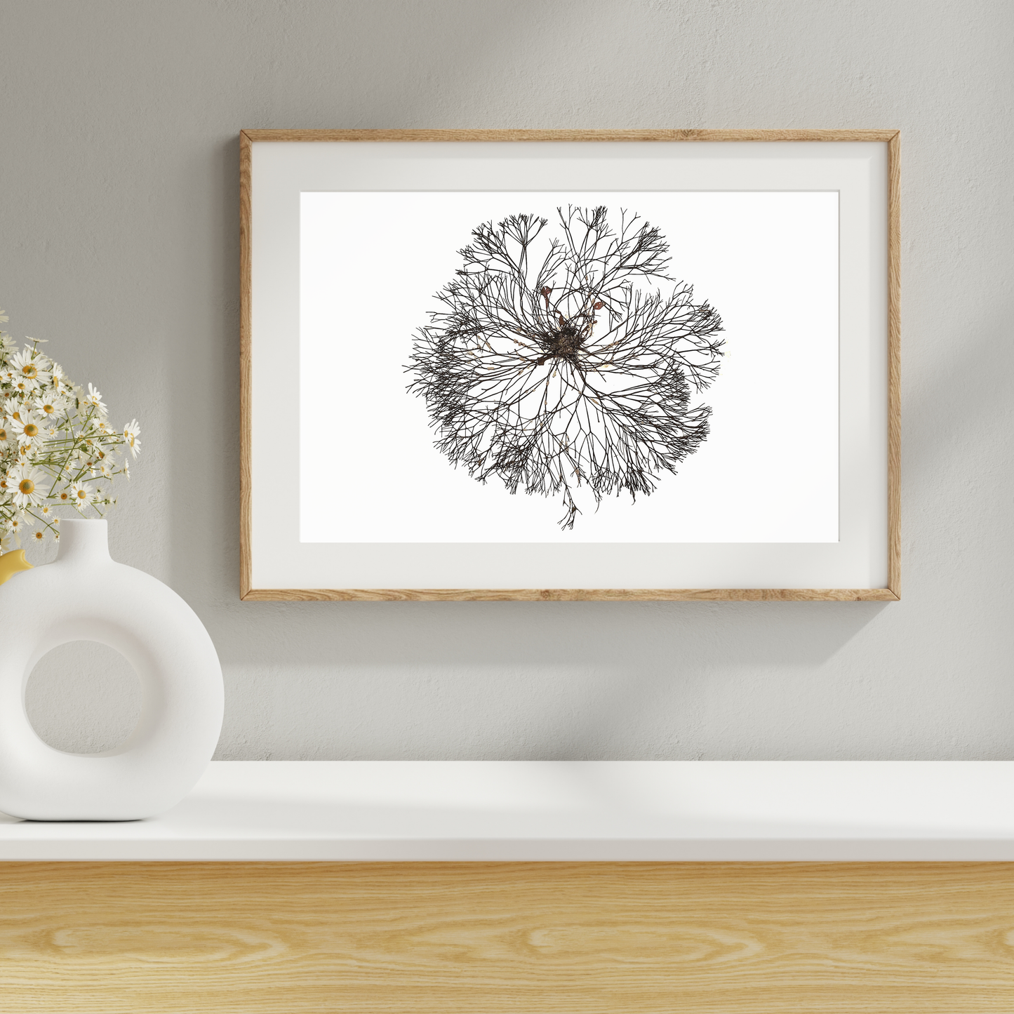 Seaweed Marine Botanical Print II - Atlantic Canadian Nature Art